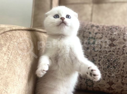 Muhteşemsoy Fullşecereli Anne Babanın Silver Bebeği