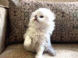 Irk Garantili Scottish Fold Longhair  Silver Bebeğimiz