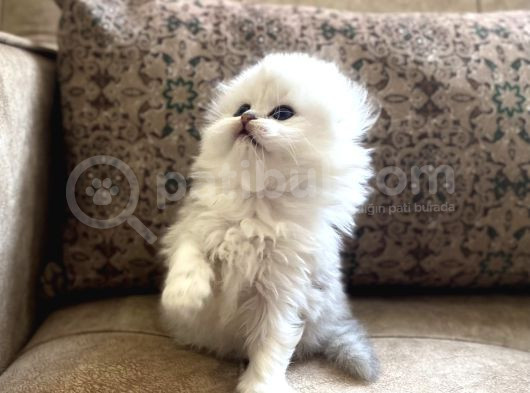 Irk Garantili Scottish Fold Longhair  Silver Bebeğimiz görsel