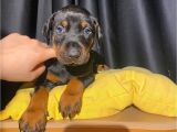 Tuvalet eğitimli doberman yavrular