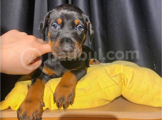 Tuvalet Eğitimli Doberman Yavrular