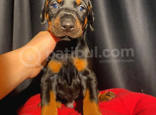 Tuvalet Eğitimli Doberman Yavrular görsel