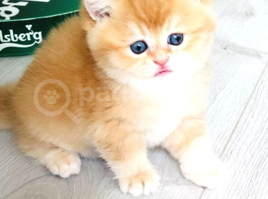A Kalite Bri̇ti̇sh Shorthai̇r Golden  Yavrular görsel