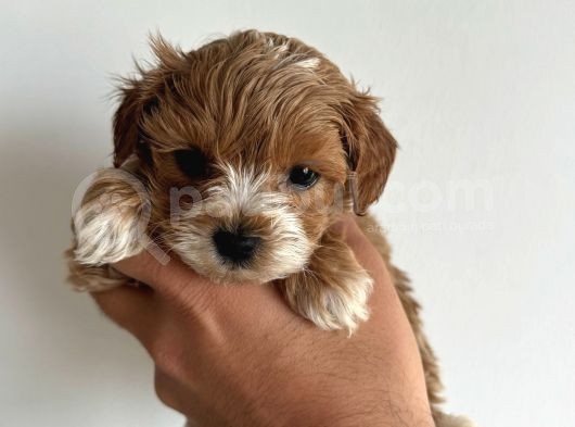 Kore Maltipoo Çift Renk Yavrular görsel