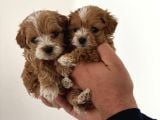 Kore Maltipoo Çift Renk Yavrular