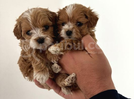 Kore Maltipoo Çift Renk Yavrular görsel