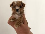 Kore maltipoo çift renk yavrular