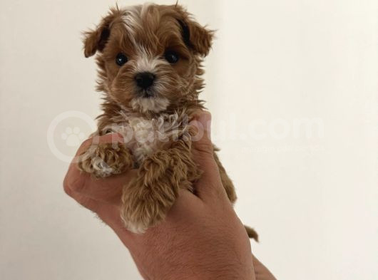 Kore Maltipoo Çift Renk Yavrular