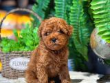 2 Aylik Kore Poodle Bebekler