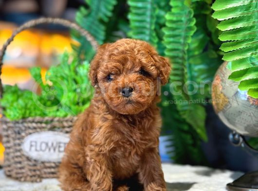 2 Aylik Kore Poodle Bebekler görsel