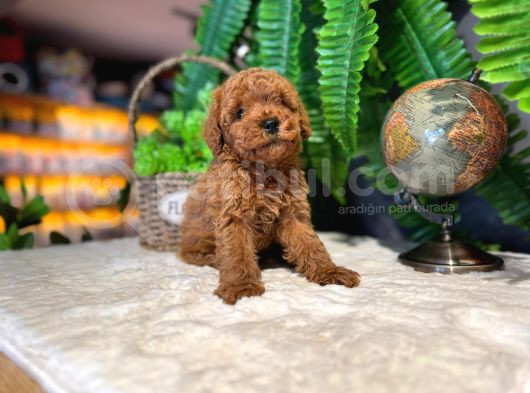 2 Aylik Kore Poodle Bebekler görsel