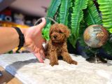 2 Aylik Kore Poodle Bebekler