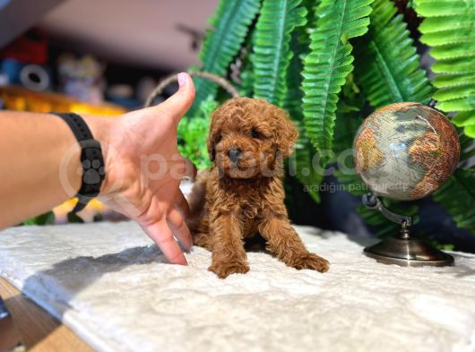 2 Aylik Kore Poodle Bebekler görsel
