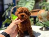 2 aylik Kore poodle bebekler