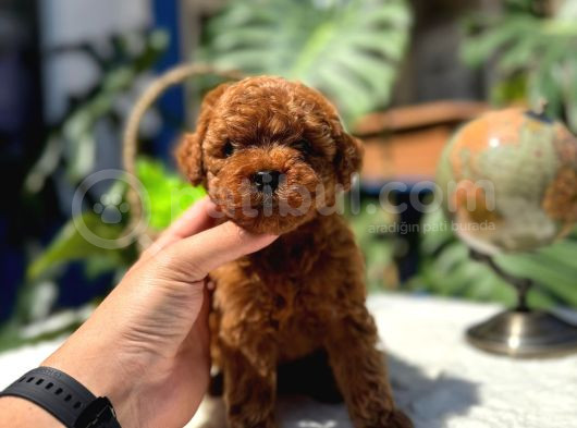 2 Aylik Kore Poodle Bebekler
