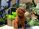 2 Aylik Kore Poodle Bebekler