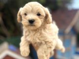 Kore maltipoo bebekler