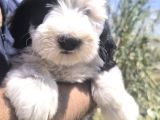 Nadir Irk Bobtail Yavruları
