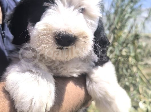 Nadir Irk Bobtail Yavruları görsel