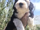 Nadir ırk bobtail yavruları