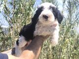 Nadir Irk Bobtail Yavruları