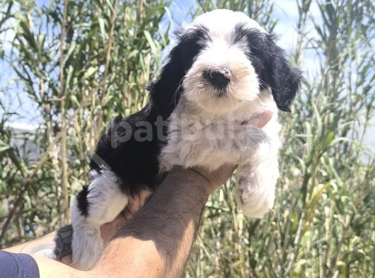 Nadir Irk Bobtail Yavruları görsel