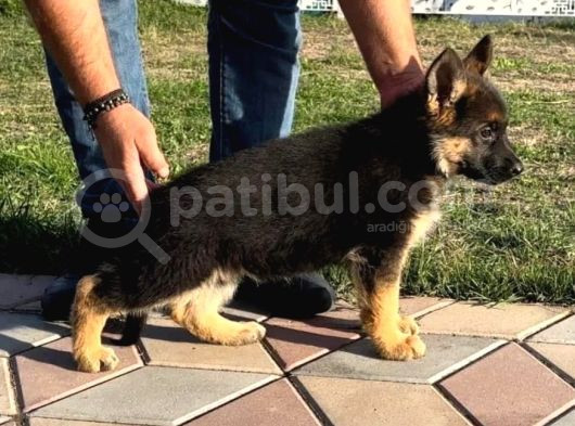 Irk Garantili Alman Çoban Bebeklerimiz görsel