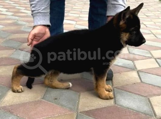 Irk Garantili Alman Çoban Bebeklerimiz görsel