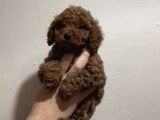 RED TOY POODLE A KALİTE BEBEKLERİMİZ