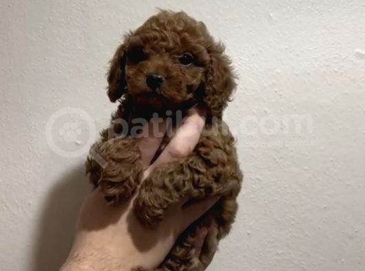 Red Toy Poodle A Kali̇te Bebekleri̇mi̇z