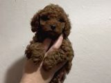 Red Toy Poodle A Kali̇te Bebekleri̇mi̇z