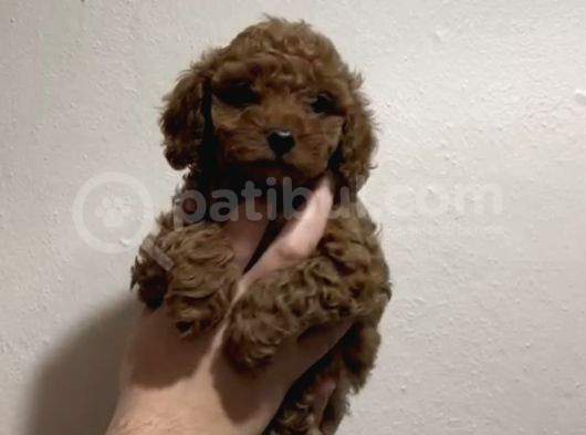 Red Toy Poodle A Kali̇te Bebekleri̇mi̇z görsel