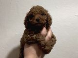 Red Toy Poodle A Kali̇te Bebekleri̇mi̇z