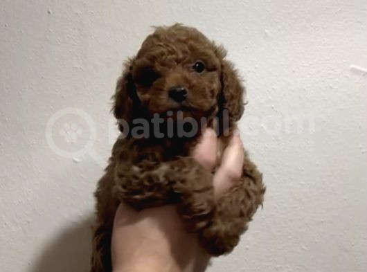 Red Toy Poodle A Kali̇te Bebekleri̇mi̇z görsel