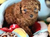 45 Günlük Bi̇r Avuç Poodle