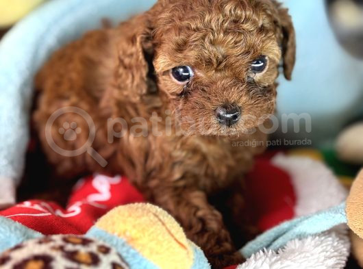 45 Günlük Bi̇r Avuç Poodle görsel