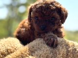 45 Günlük Bi̇r Avuç Poodle