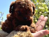 45 GÜNLÜK BİR AVUÇ POODLE