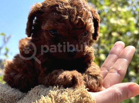 45 Günlük Bi̇r Avuç Poodle