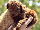 45 Günlük Bi̇r Avuç Poodle