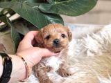 Teacup Malti̇poo Yavrulari