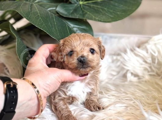 Teacup Malti̇poo Yavrulari görsel