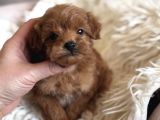 TEACUP MALTİPOO YAVRULARI