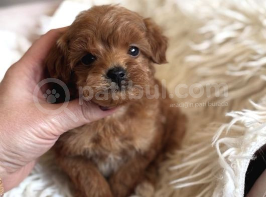Teacup Malti̇poo Yavrulari