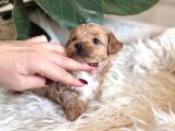 Teacup Malti̇poo Yavrulari