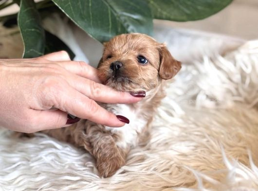Teacup Malti̇poo Yavrulari görsel