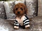 Ori̇ji̇nal Toy Poodle Bebekler