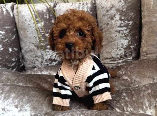 Ori̇ji̇nal Toy Poodle Bebekler görsel