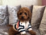 Ori̇ji̇nal Toy Poodle Bebekler