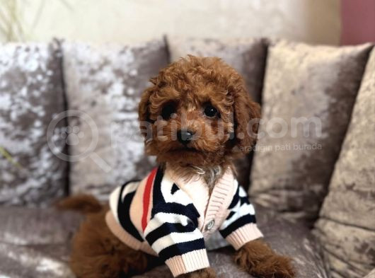 Ori̇ji̇nal Toy Poodle Bebekler görsel